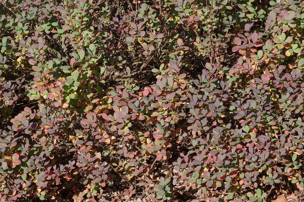 Image of Vaccinium uliginosum specimen.