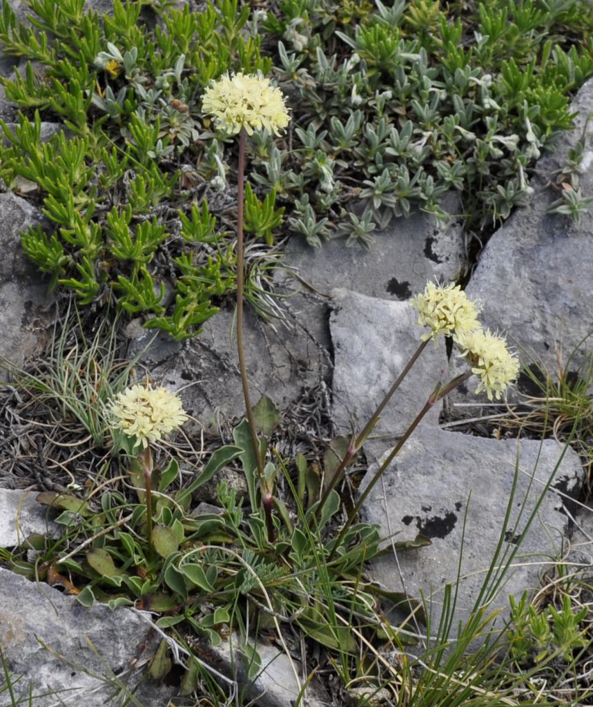 Изображение особи Saponaria bellidifolia.