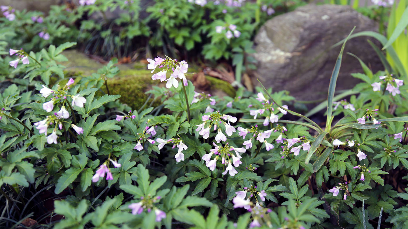 Изображение особи Cardamine quinquefolia.