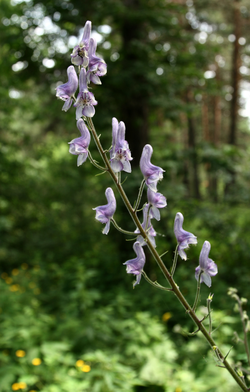 Изображение особи Aconitum septentrionale.