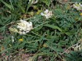 Astragalus albicaulis