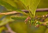 Magnolia × loebneri. Верхушка побега с завязью. Молдова, Кишинев, Ботанический сад АН Молдовы. 05.05.2015.
