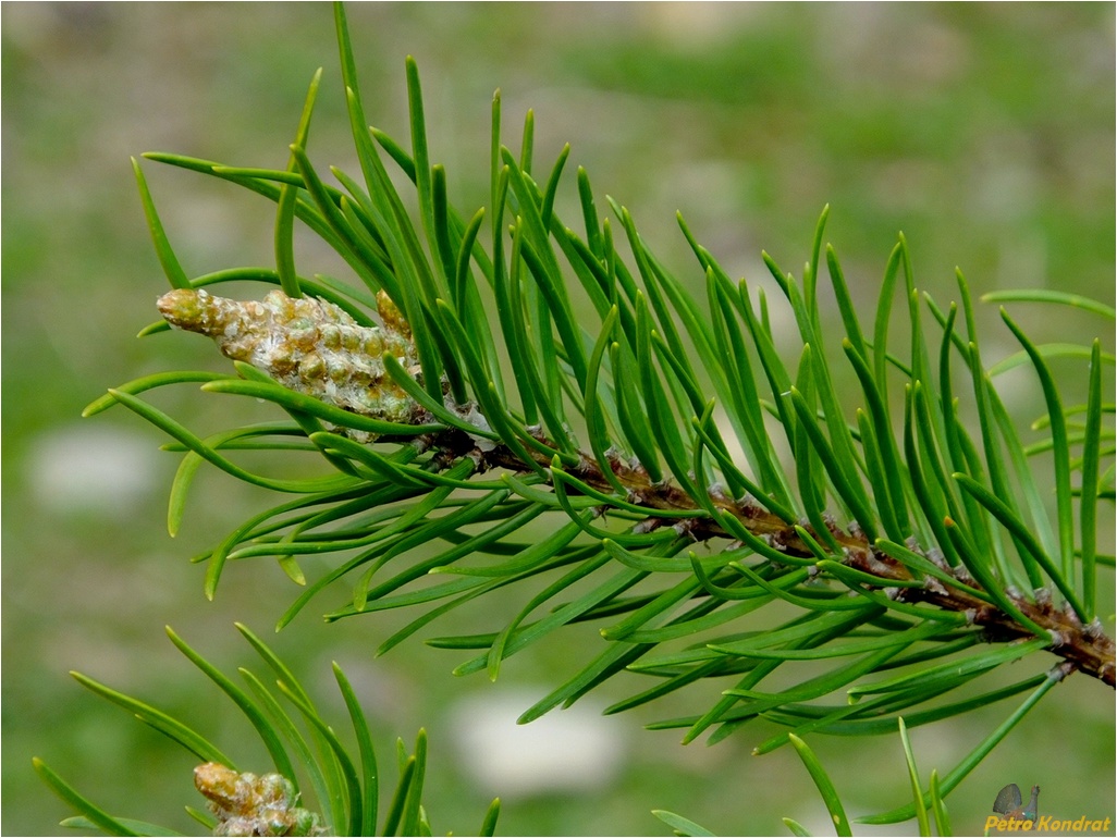Image of Pinus banksiana specimen.