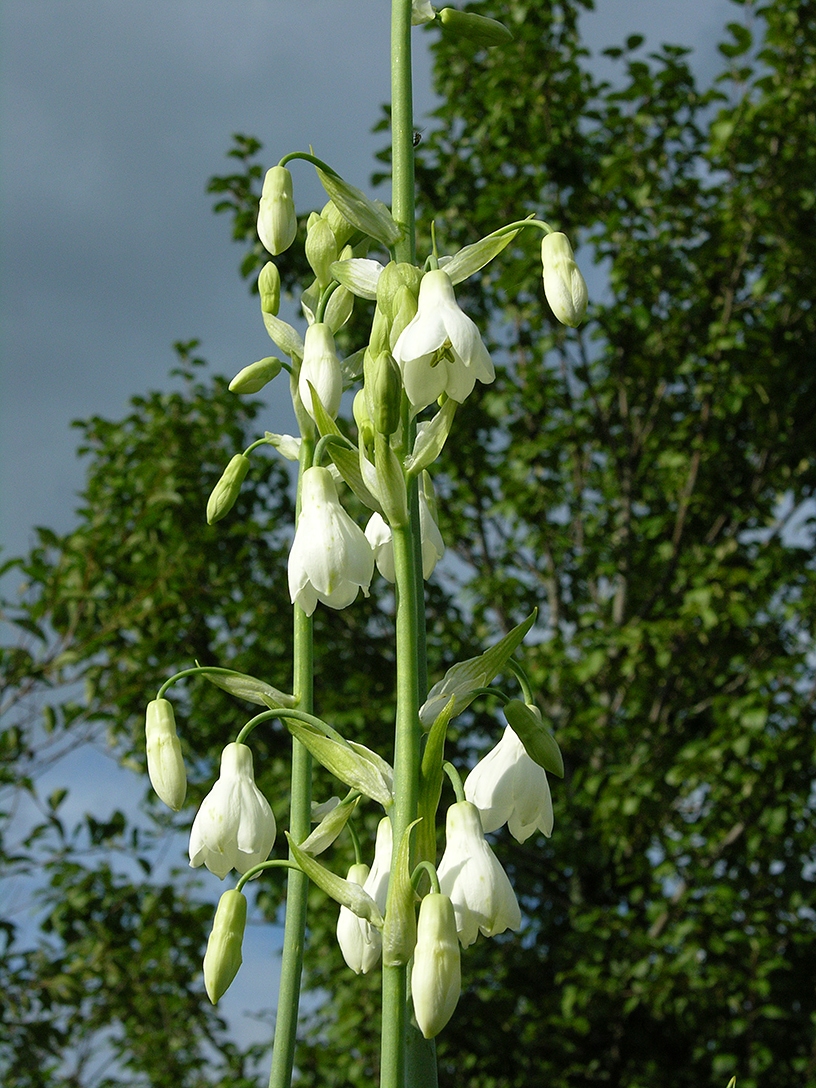 Image of Galtonia candicans specimen.