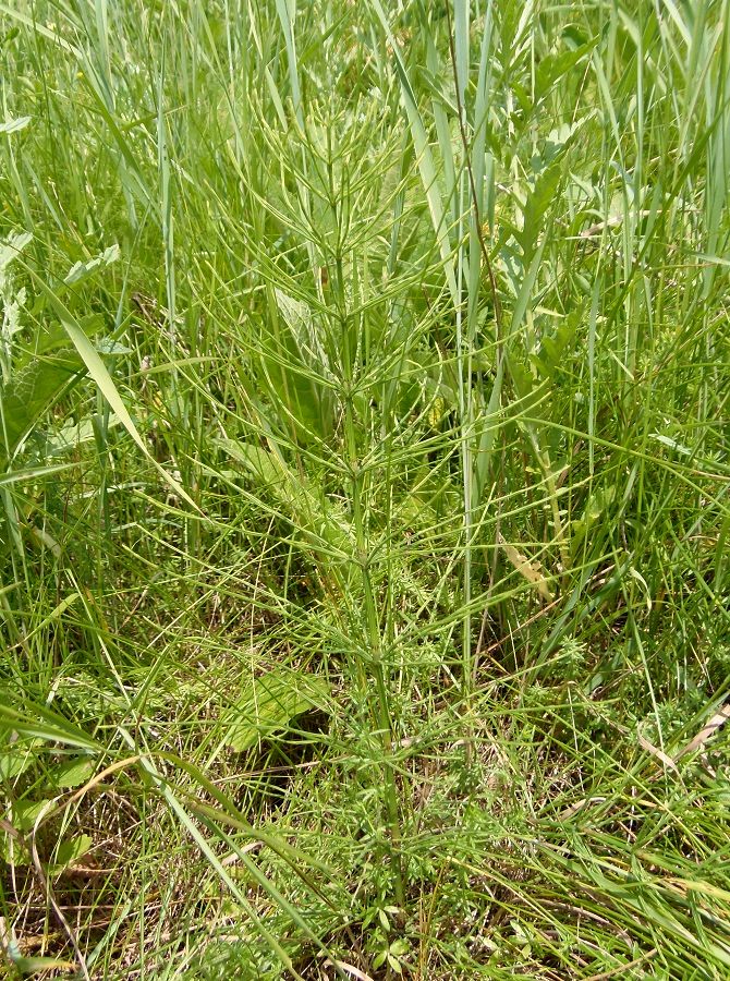 Image of Equisetum arvense specimen.