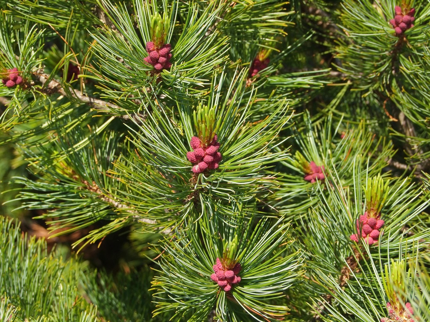 Изображение особи Pinus pumila.