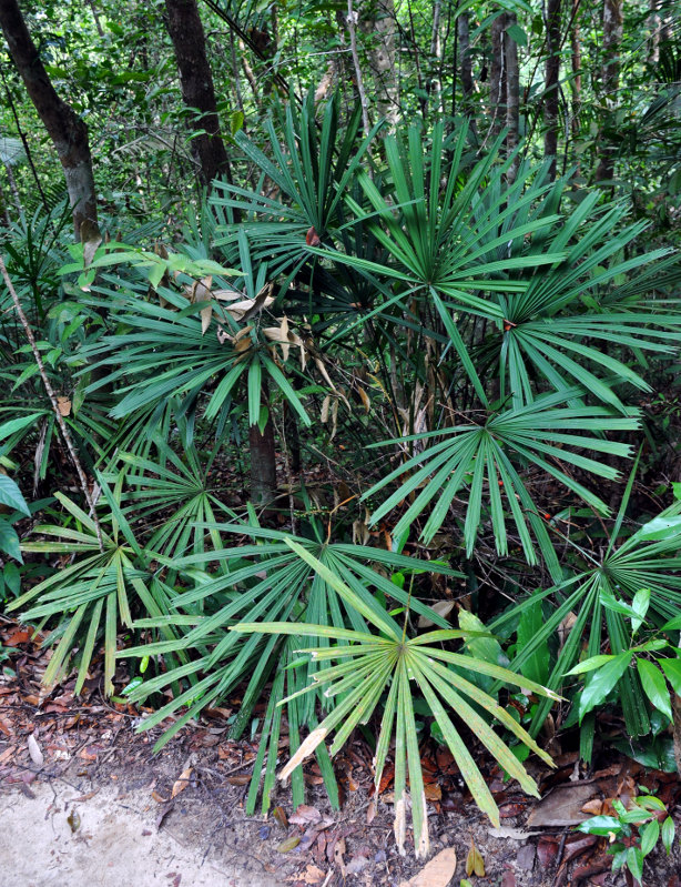 Image of Licuala spinosa specimen.