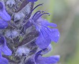 Ajuga genevensis