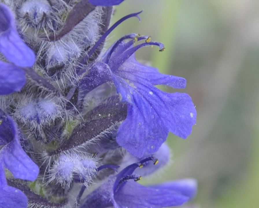 Image of Ajuga genevensis specimen.