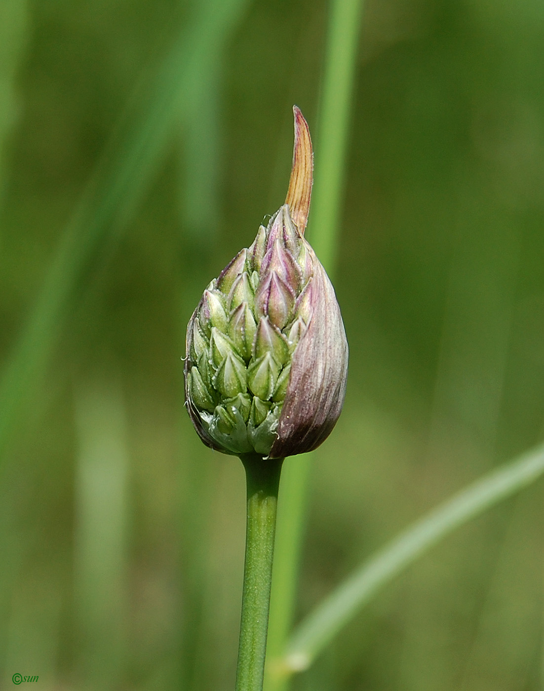Image of Allium rotundum specimen.