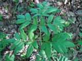 Angelica sylvestris