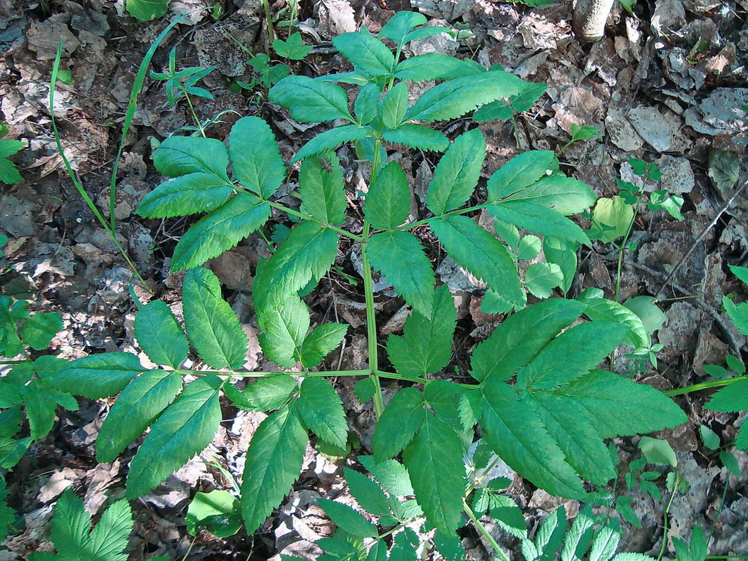 Image of Angelica sylvestris specimen.