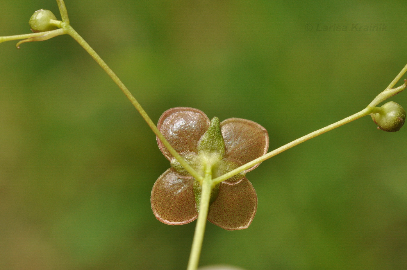 Image of Euonymus pauciflorus specimen.