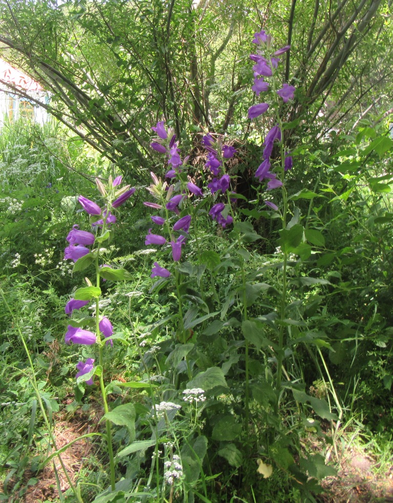 Image of Campanula latifolia specimen.