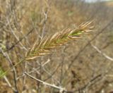 Agropyron pectinatum. Соплодие. Крым, Керченский п-ов, окр. мыса Чауда, берег непересыхающей лужи на дне балки. 25 июня 2017 г.