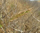 Agropyron pectinatum