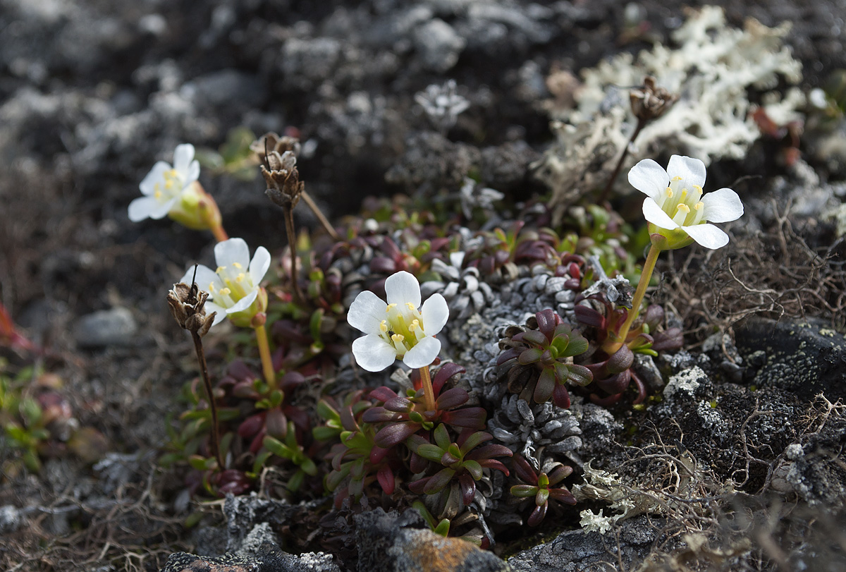 Image of Diapensia lapponica specimen.