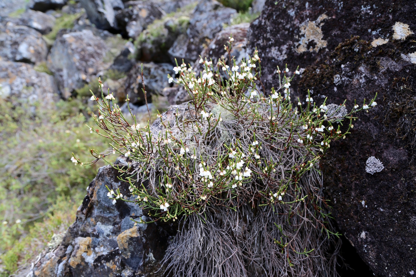 Изображение особи Cassiope redowskii.