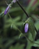 Campanula rapunculoides