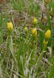 Taraxacum alascanum. Цветущее растение. Камчатский край, Усть-Большерецкий р-н, Толмачёвский дол, озеро Толмачёвское, сухая тундра. 28.06.2017.