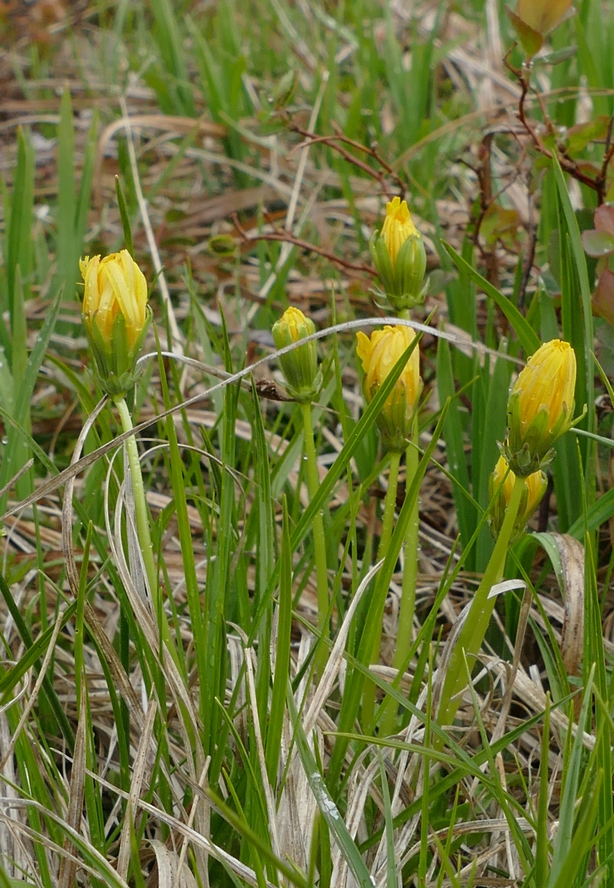 Изображение особи Taraxacum alascanum.