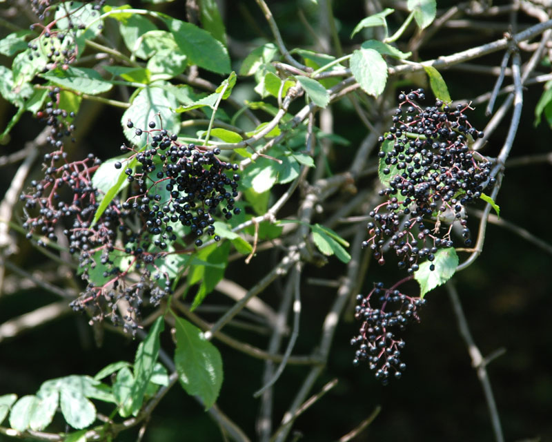 Image of Sambucus nigra specimen.