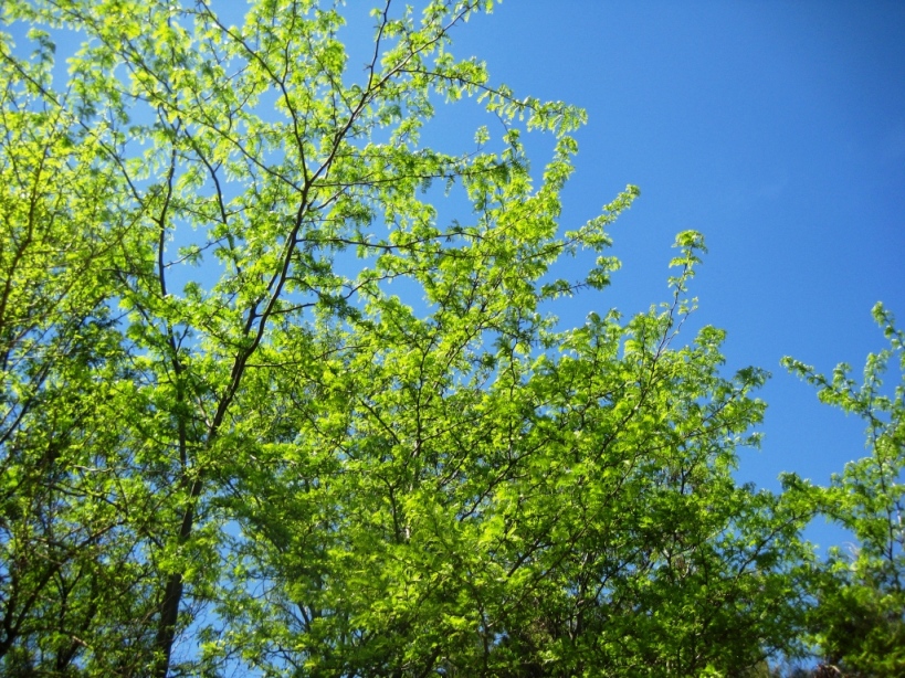 Изображение особи Maclura pomifera.