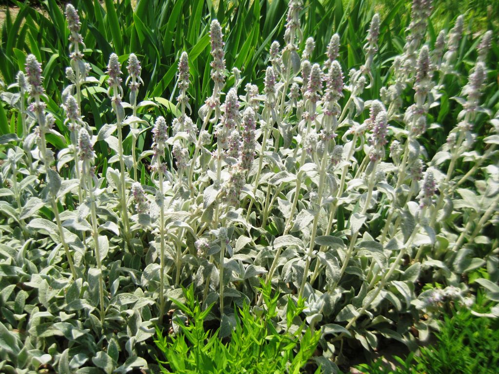 Изображение особи Stachys byzantina.