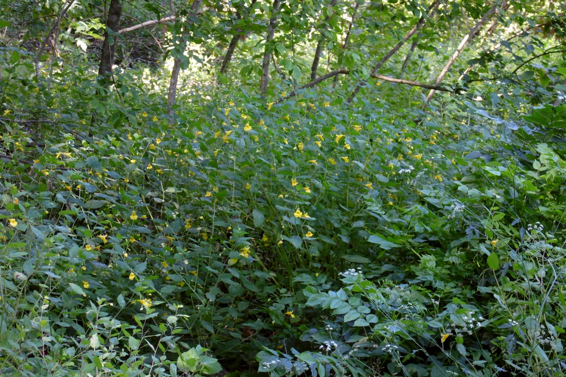 Image of Impatiens noli-tangere specimen.