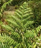 Pteridium aquilinum подвид atlanticum. Верхушка вайи. Испания, национальный парк \"Атлантические острова Галисии\", архипелаг Cies, о-ов Montefaro, сосновый с примесью эвкалипта лес на горном склоне. Июль.