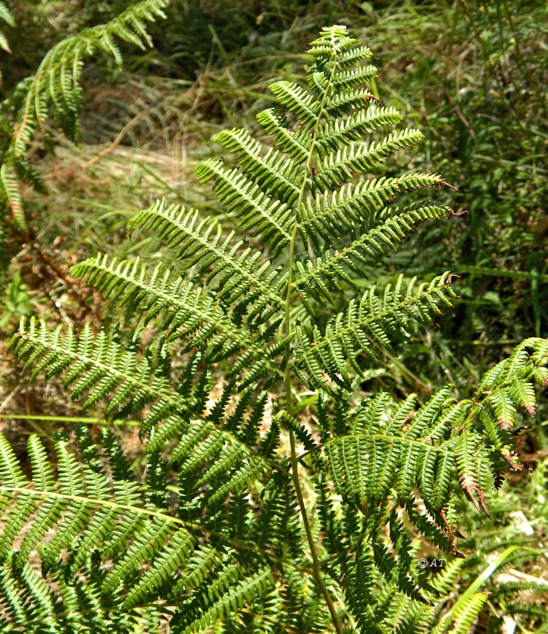 Image of Pteridium aquilinum ssp. atlanticum specimen.