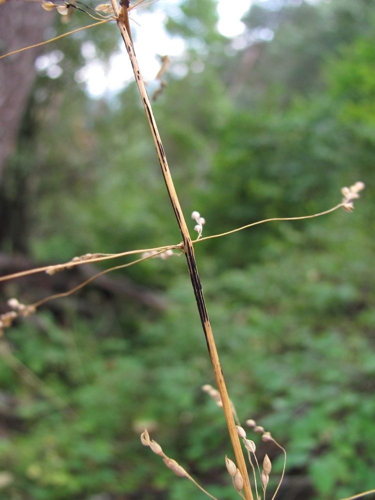 Изображение особи Milium effusum.