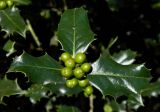 Ilex aquifolium. Верхушка побега с соплодием. Испания, национальный парк \"Атлантические острова Галисии\", архипелаг Cies, о-в Monteagudo, эвкалиптовый лес. Июль.