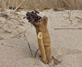 Crambe maritima. Часть вымытого морем корневища с отрастающими побегами. Украина, Донецкая обл., Новоазовский р-н, Кривая коса, РЛП \"Меотида\". 16.04.2010.