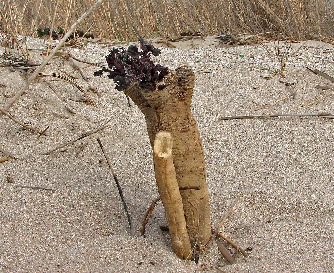 Image of Crambe maritima specimen.