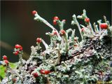 род Cladonia