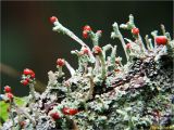 genus Cladonia