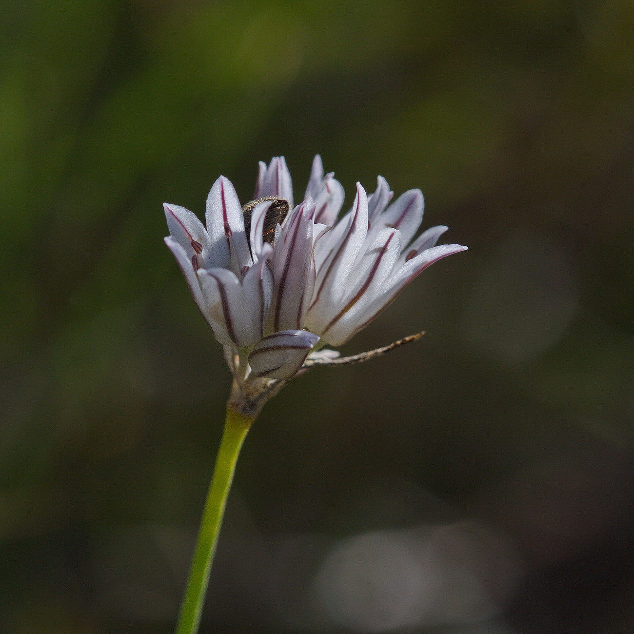 Image of Allium korolkowii specimen.