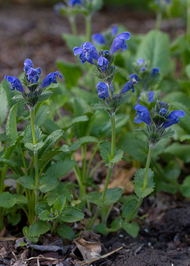 Image of Dracocephalum grandiflorum specimen.