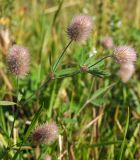 Trifolium arvense