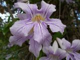 Bignonia callistegioides