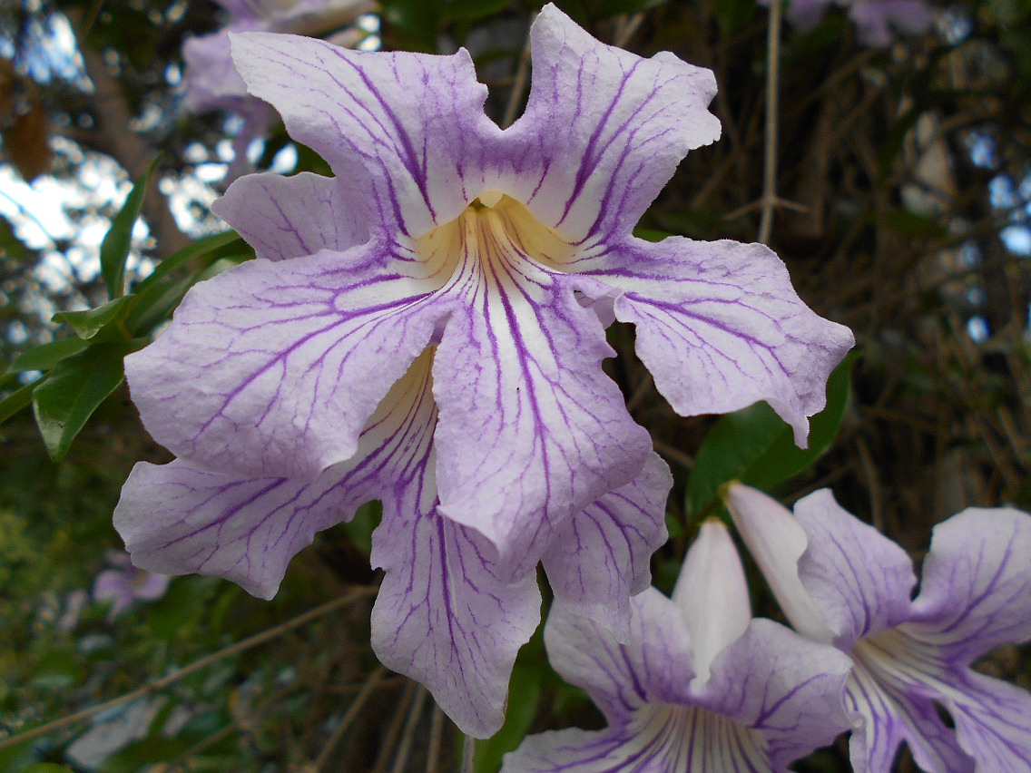 Изображение особи Bignonia callistegioides.