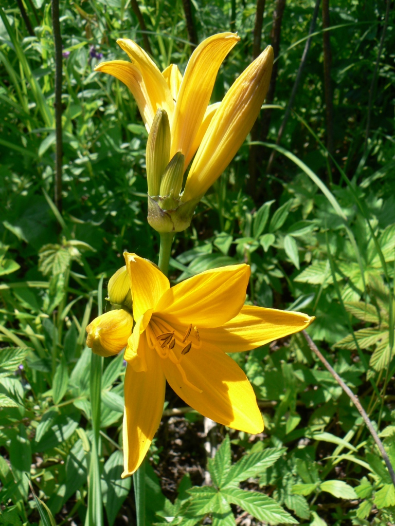 Image of Hemerocallis middendorffii specimen.