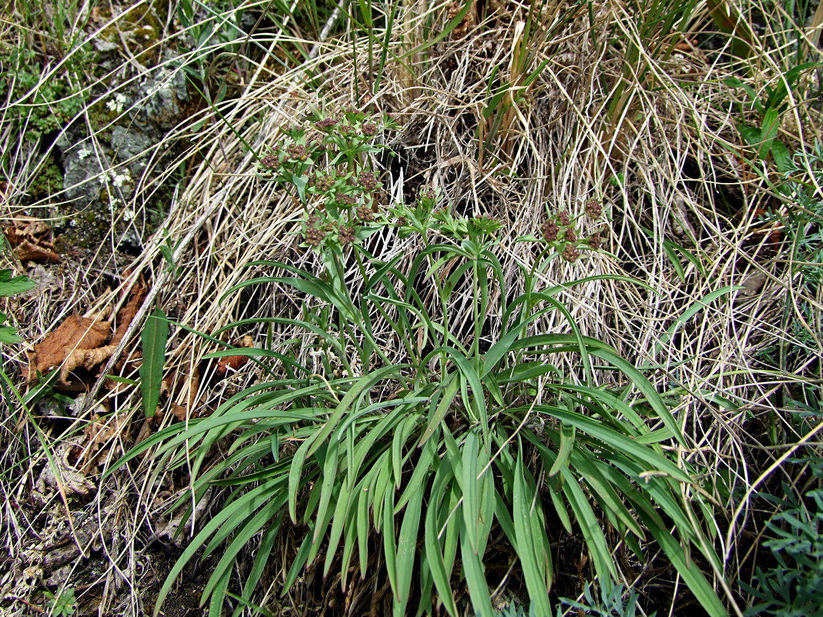 Image of Bupleurum atargense specimen.