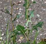 Lactuca serriola. Нижняя часть растения с повреждёнными листьями. Московская обл., Одинцовский р-н, г. Кубинка, край асфальтовой площадки на пустыре. 20.09.2017.