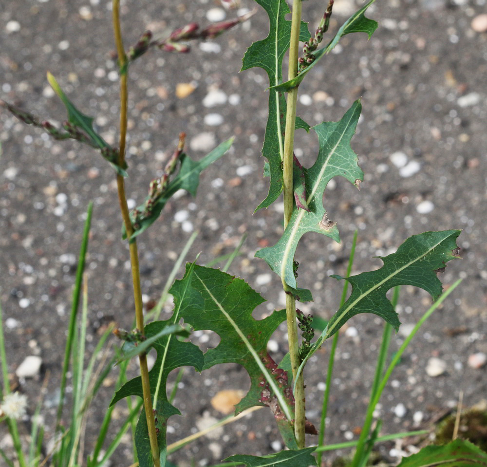 Изображение особи Lactuca serriola.