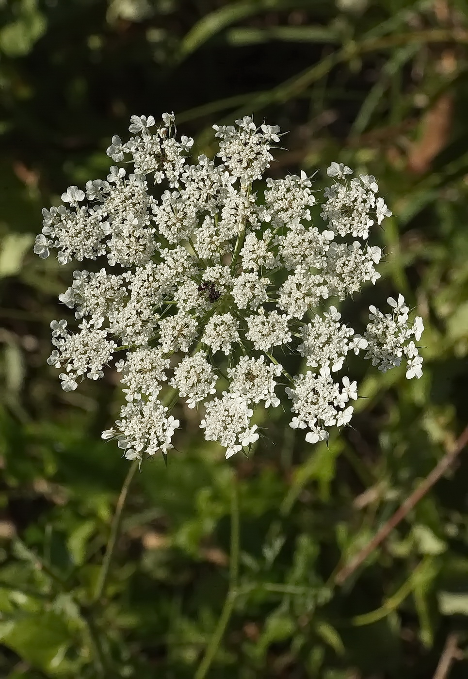 Image of Daucus carota specimen.