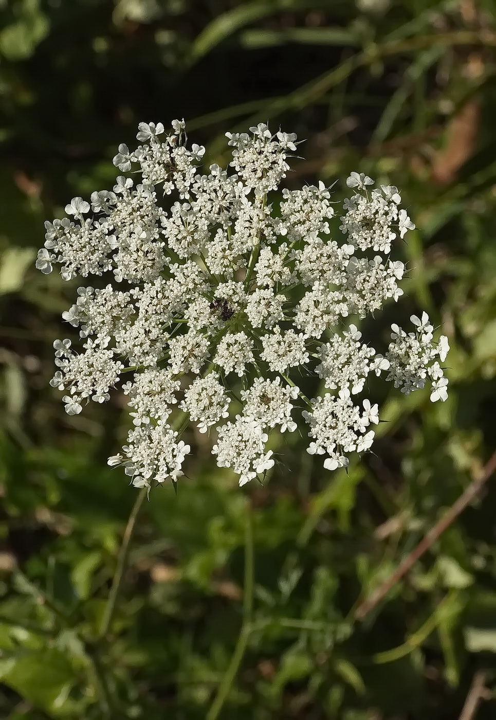 Изображение особи Daucus carota.