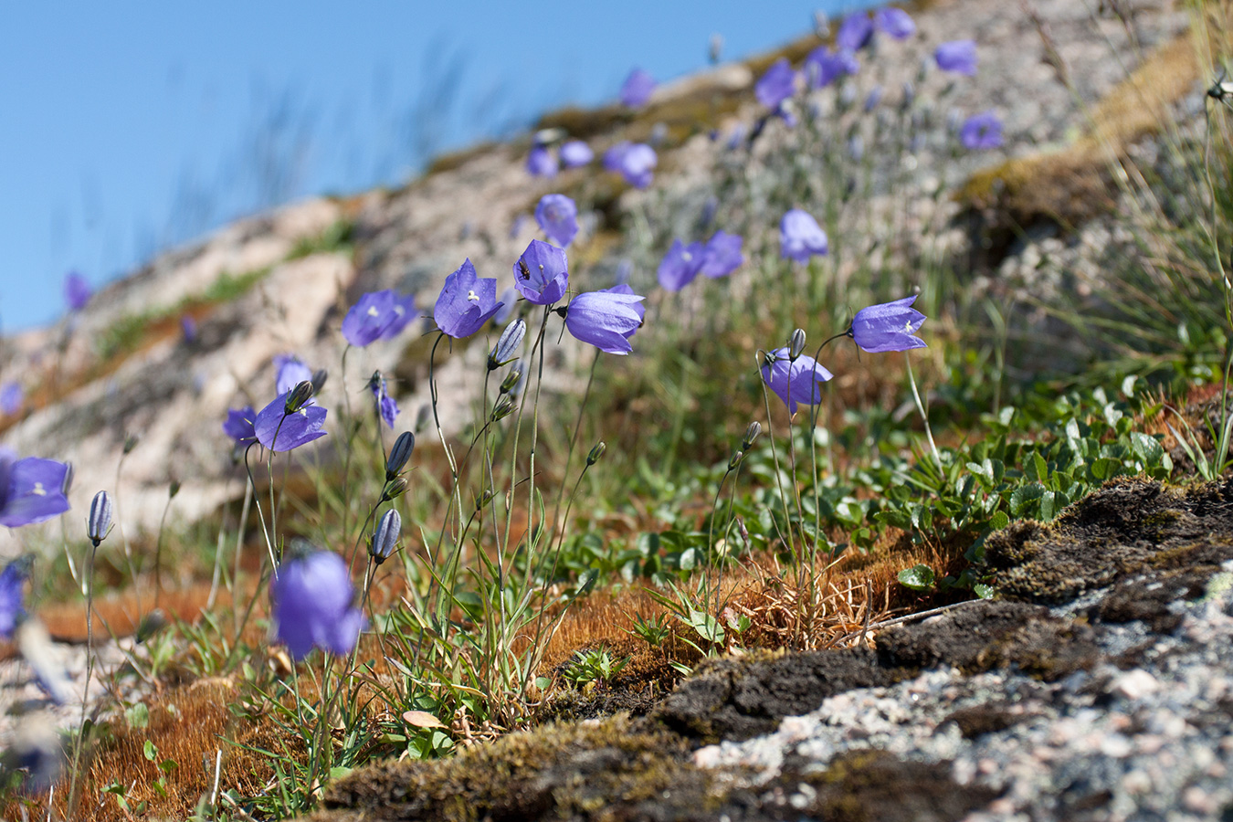 Image of Campanula rotundifolia specimen.