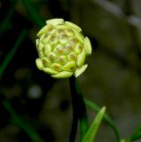 Cephalaria coriacea